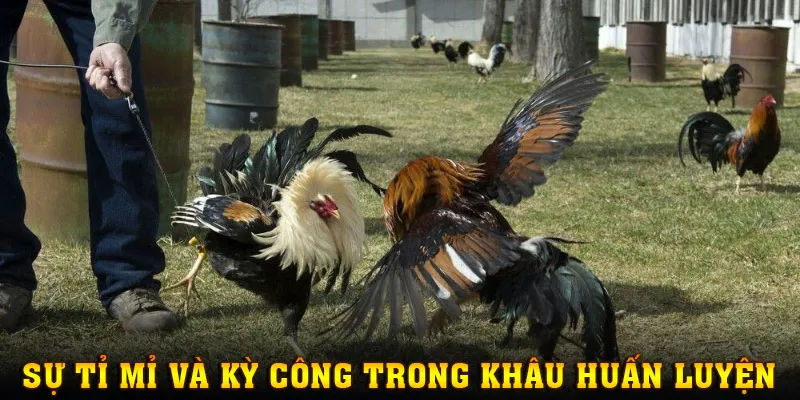 Sự tỉ mỉ và kỳ công trong khâu huấn luyện chiến kê cựa dao