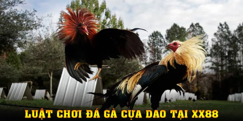 Khám phá luật chơi đá gà cựa dao tại XX88
