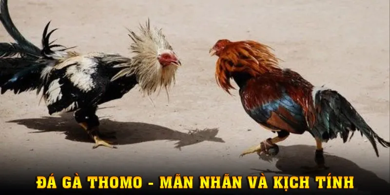 Theo dõi chọi gà Thomo mãn nhãn, kịch tính, lôi cuốn