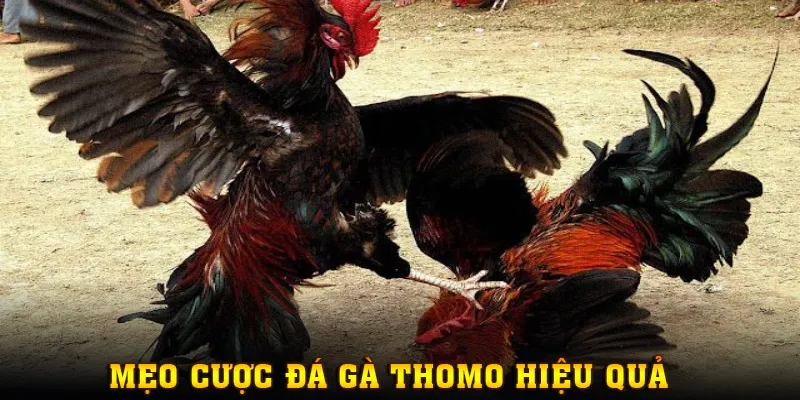 Một số mẹo hay nên áp dụng khi cược chọi kê Thomo