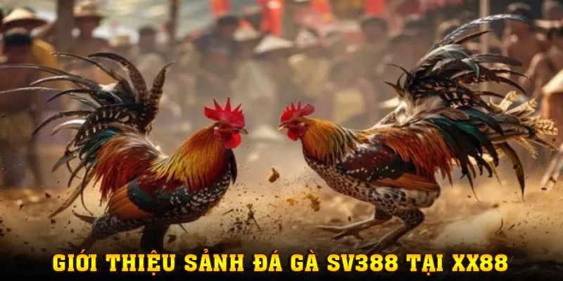 Đôi nét về sảnh đá gà SV388 tại nhà cái XX88